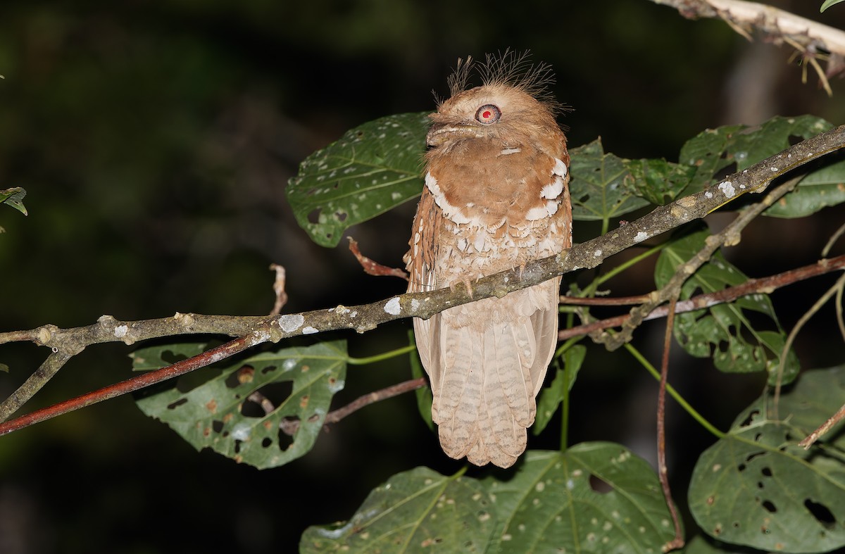 Philippine Frogmouth - ML618710985