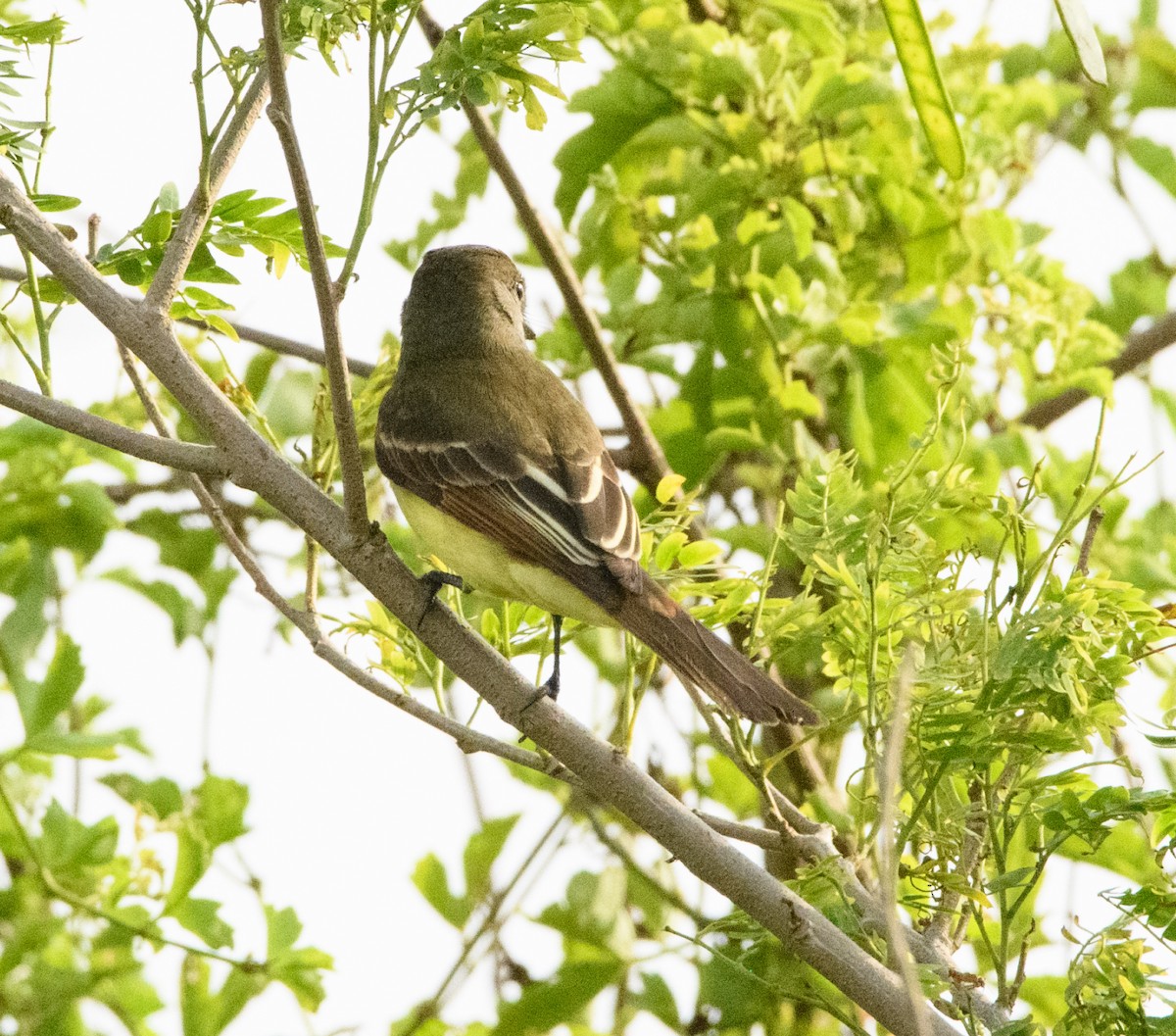 Great Crested Flycatcher - ML618710993