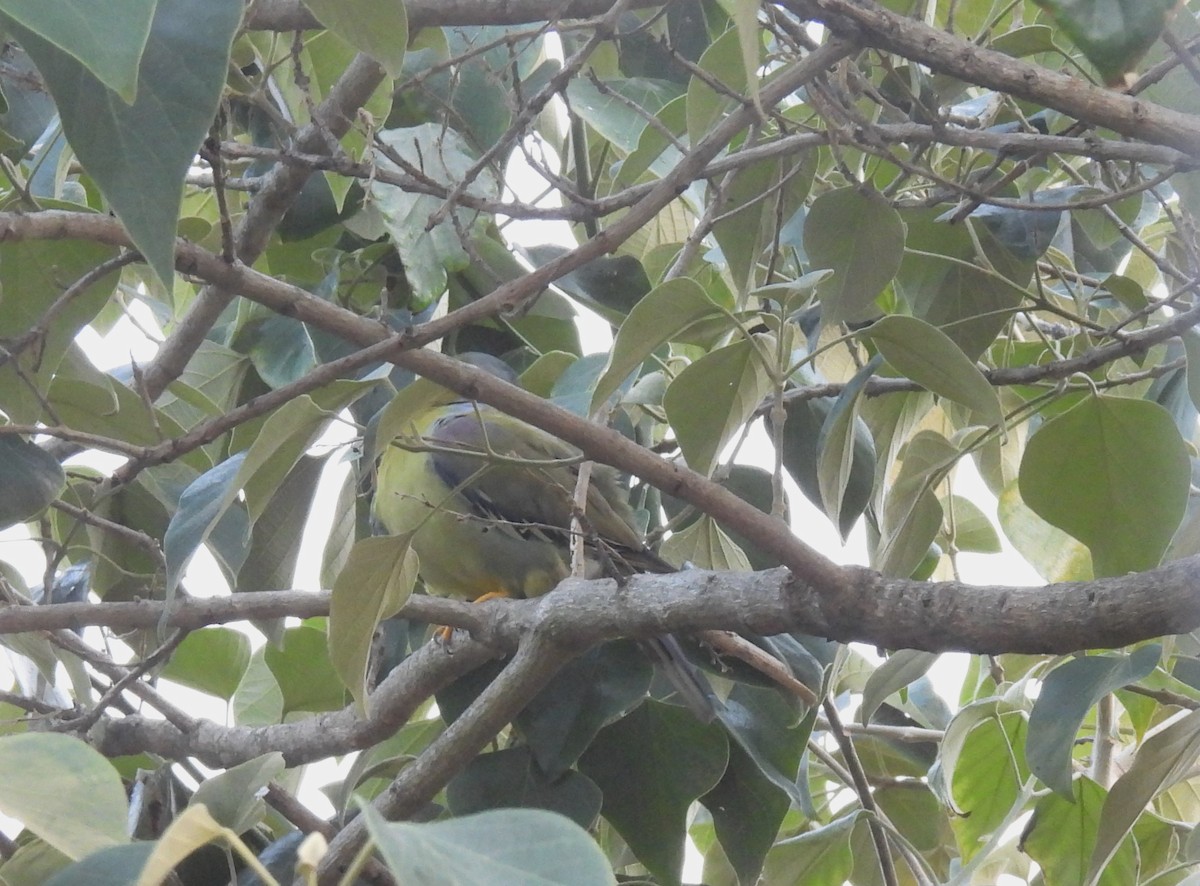 Yellow-footed Green-Pigeon - ML618711013