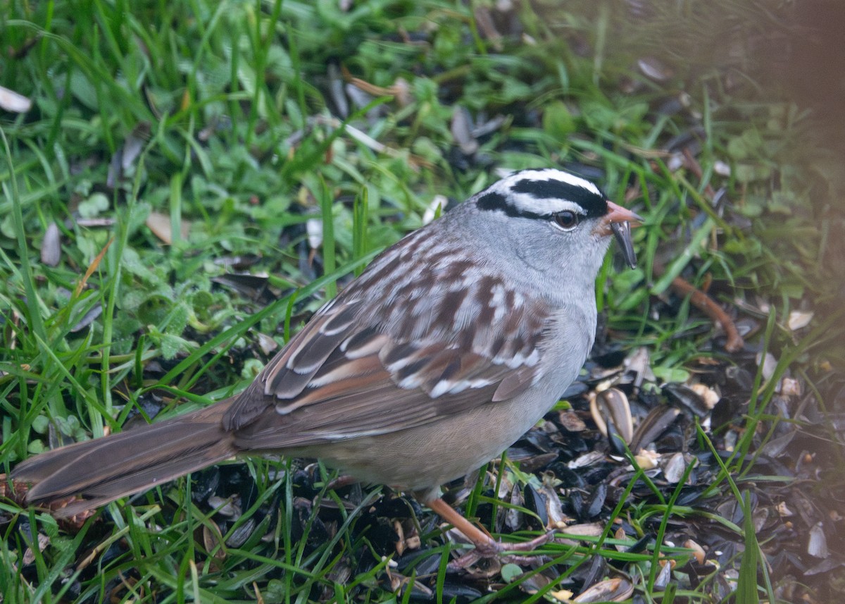White-crowned Sparrow - ML618711057