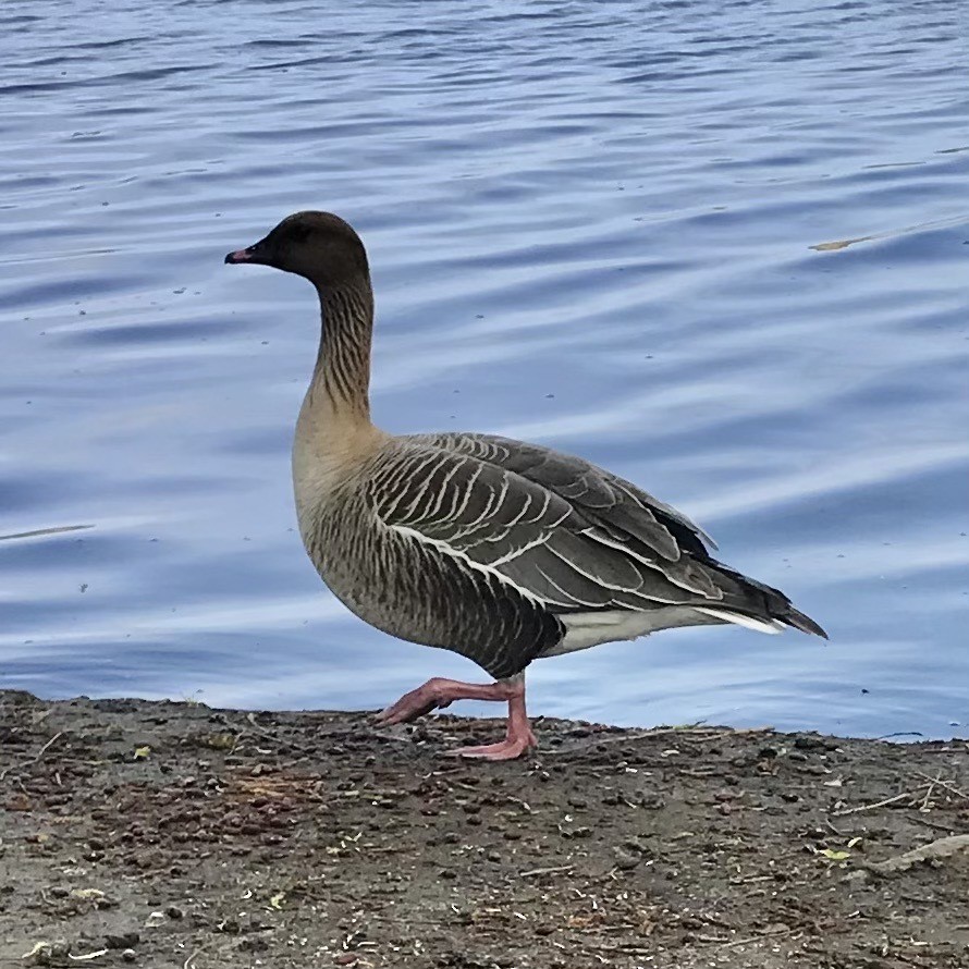 Pink-footed Goose - ML618711060