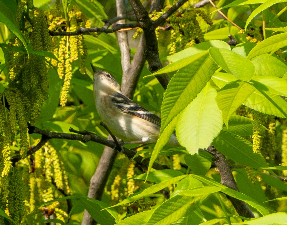 Bay-breasted Warbler - ML618711067
