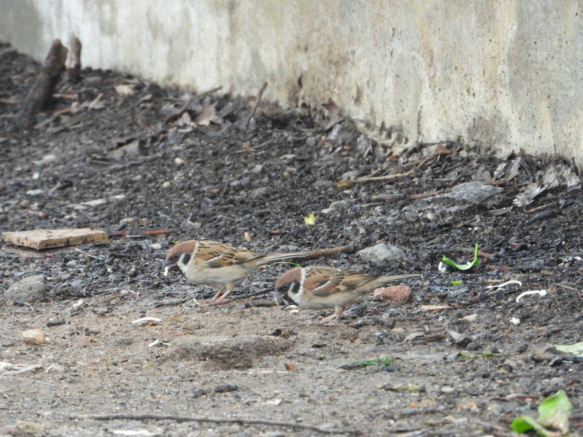 Eurasian Tree Sparrow - ML618711079