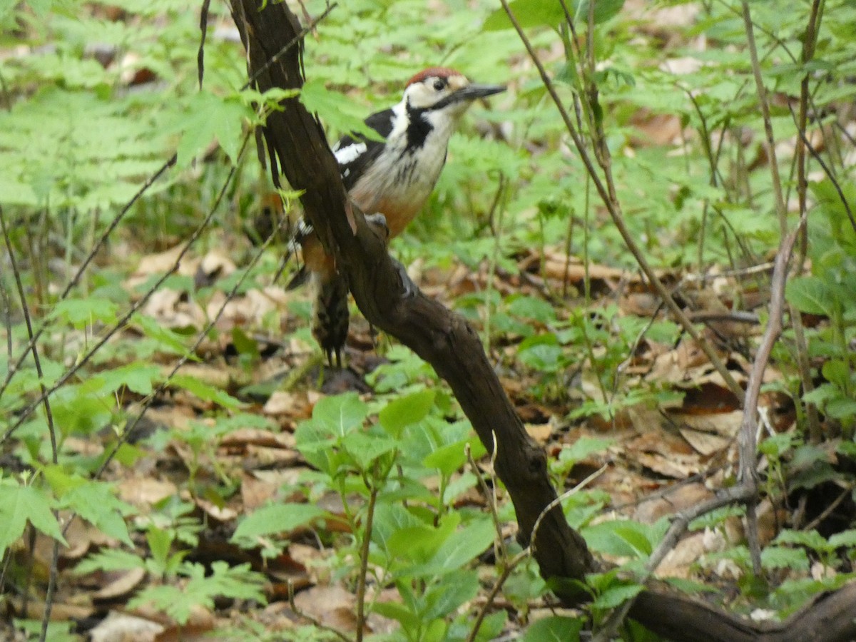 Great Spotted Woodpecker - ML618711086