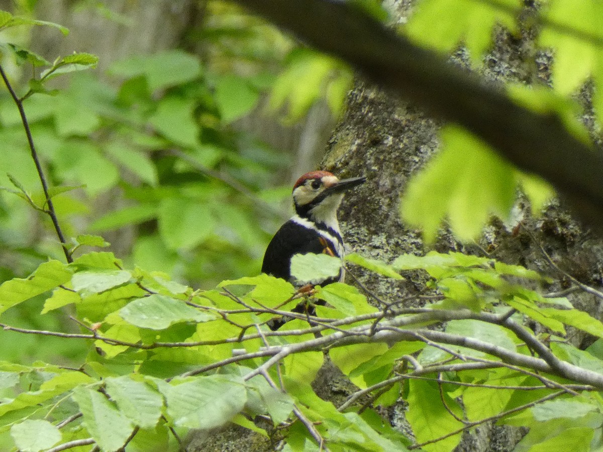 Great Spotted Woodpecker - ML618711088