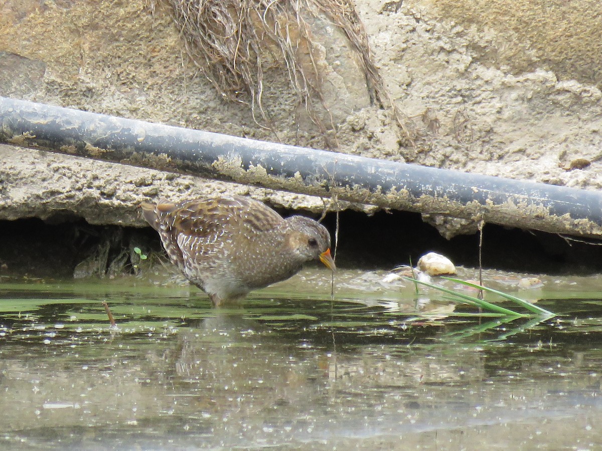 Spotted Crake - ML618711134