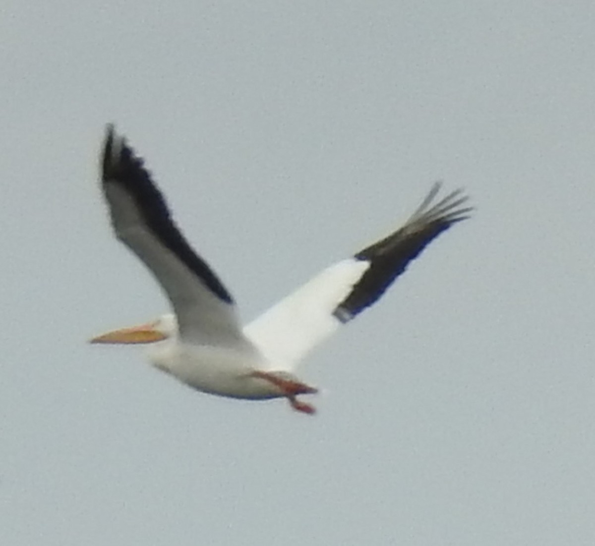 pelikán severoamerický - ML618711198