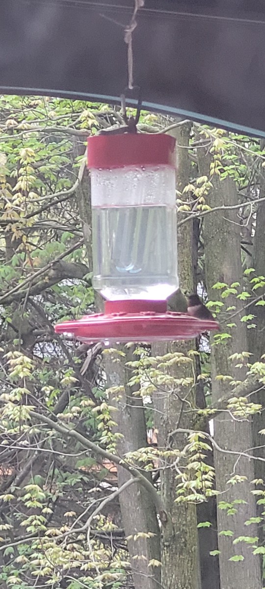 Ruby-throated Hummingbird - ML618711209