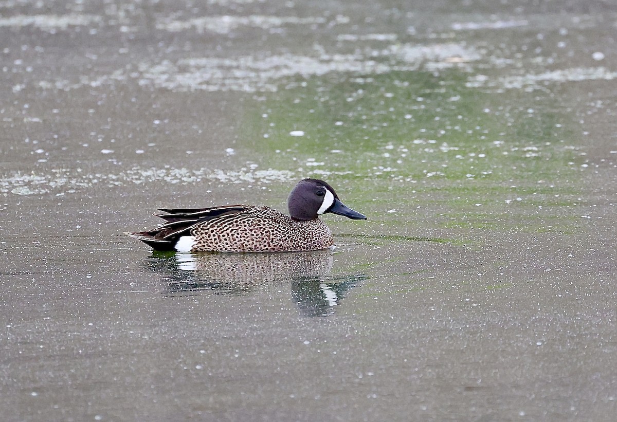 Blue-winged Teal - ML618711219