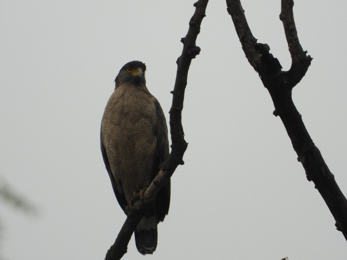 Crested Serpent-Eagle - ML618711232