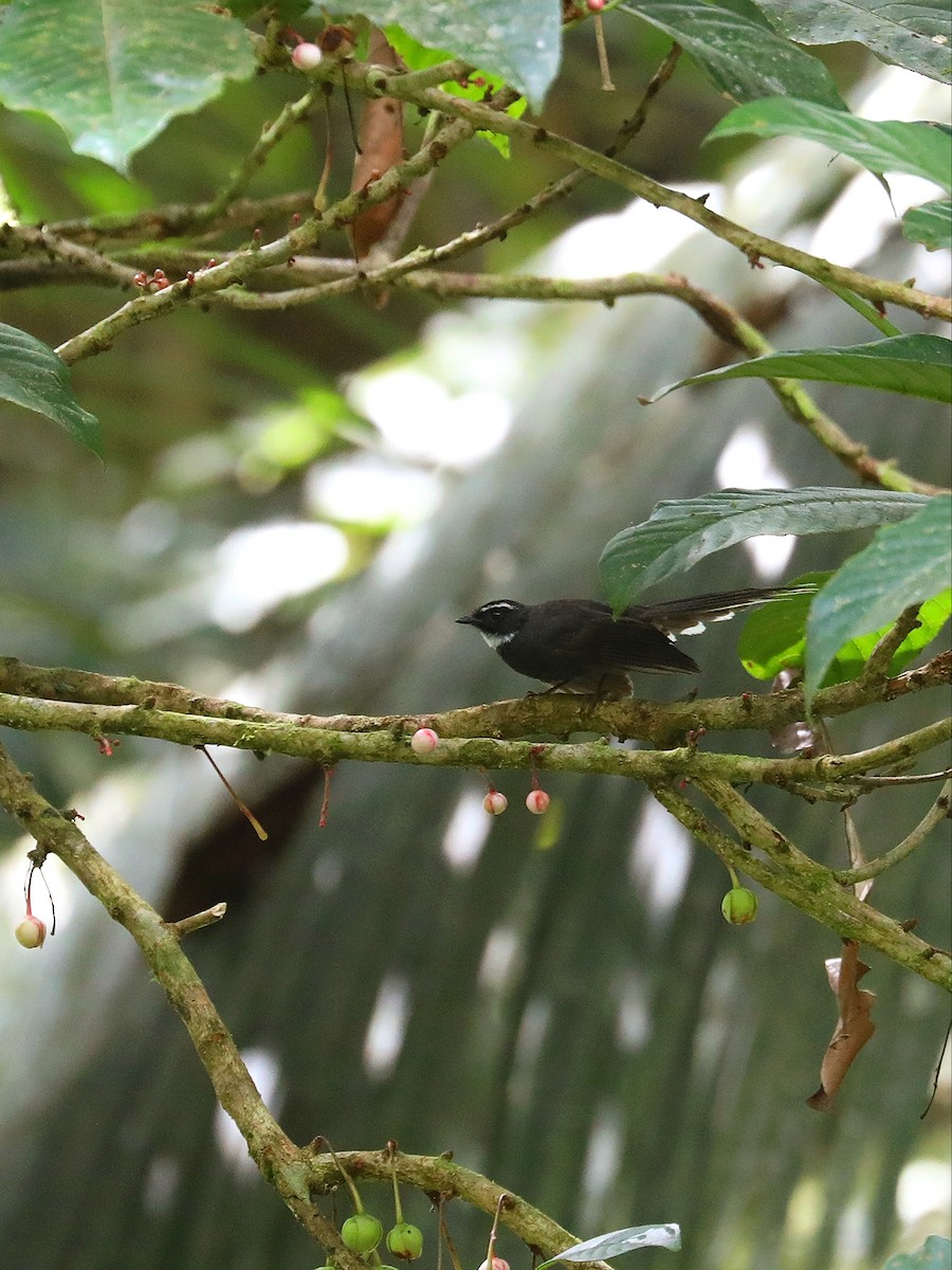 White-throated Fantail - ML618711239