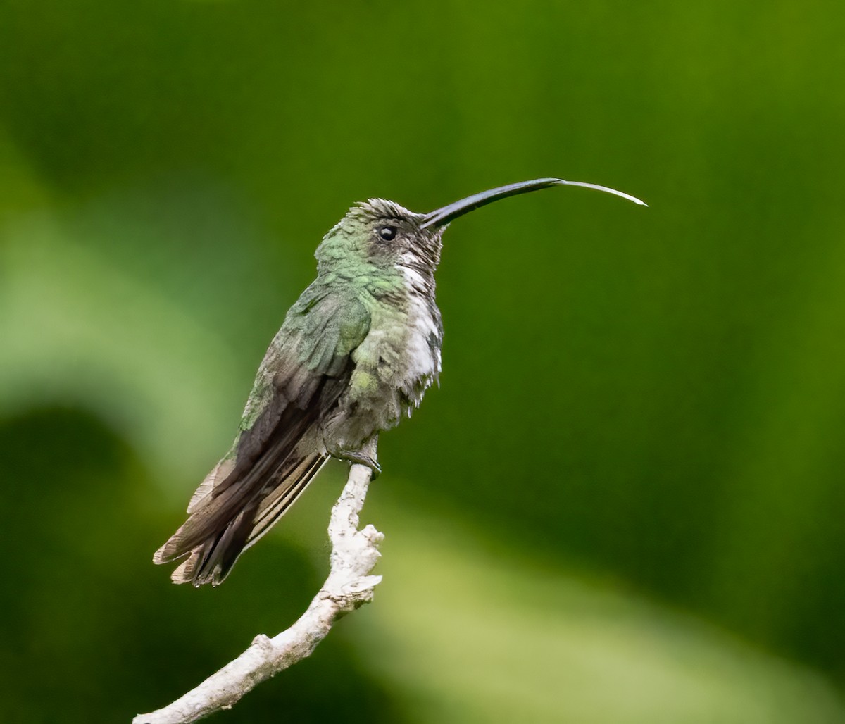 kolibřík lesklý - ML618711265