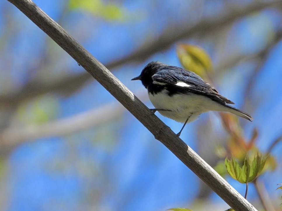 Black-throated Blue Warbler - Rosanne Petrich