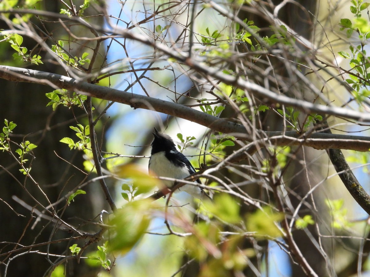 Black-throated Blue Warbler - ML618711354