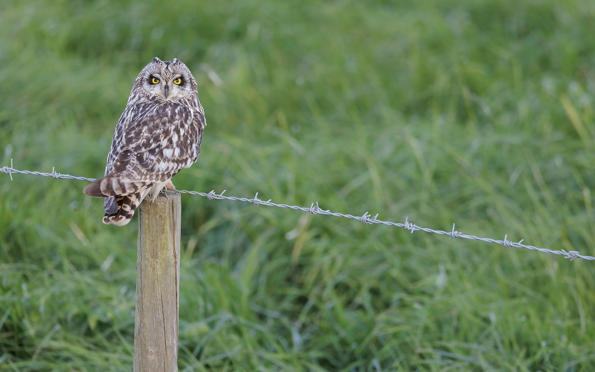 Short-eared Owl - ML618711362