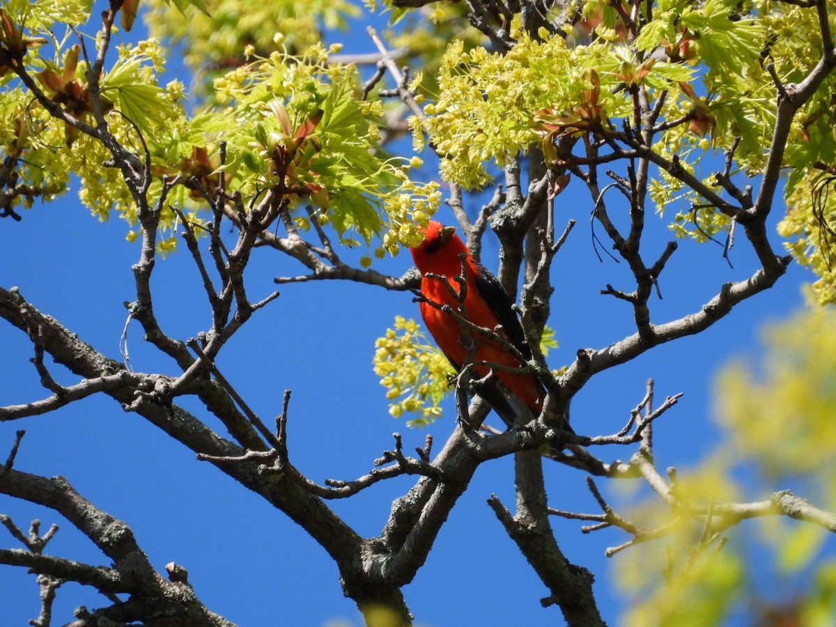 Scarlet Tanager - ML618711365