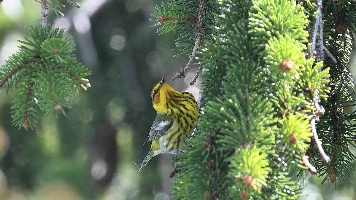 Cape May Warbler - ML618711368