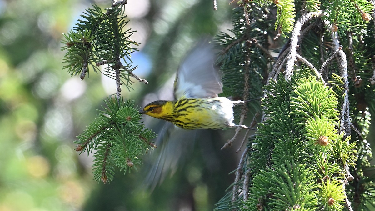 Cape May Warbler - ML618711369
