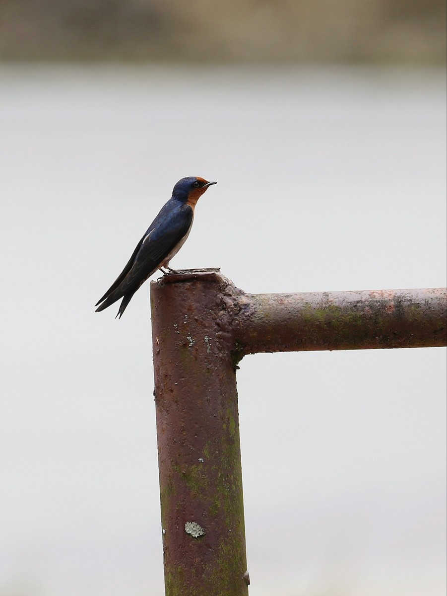 Pacific Swallow - ML618711381