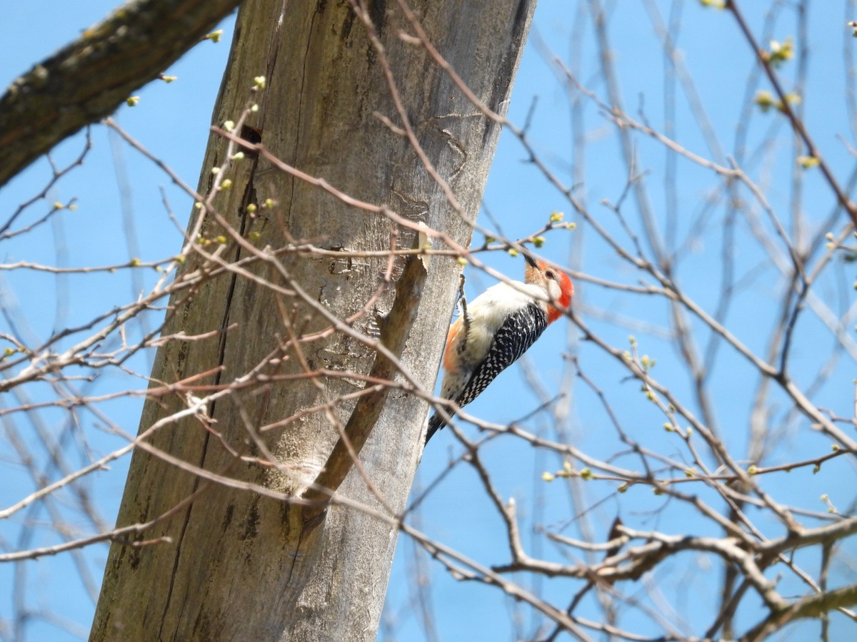 Red-bellied Woodpecker - ML618711387