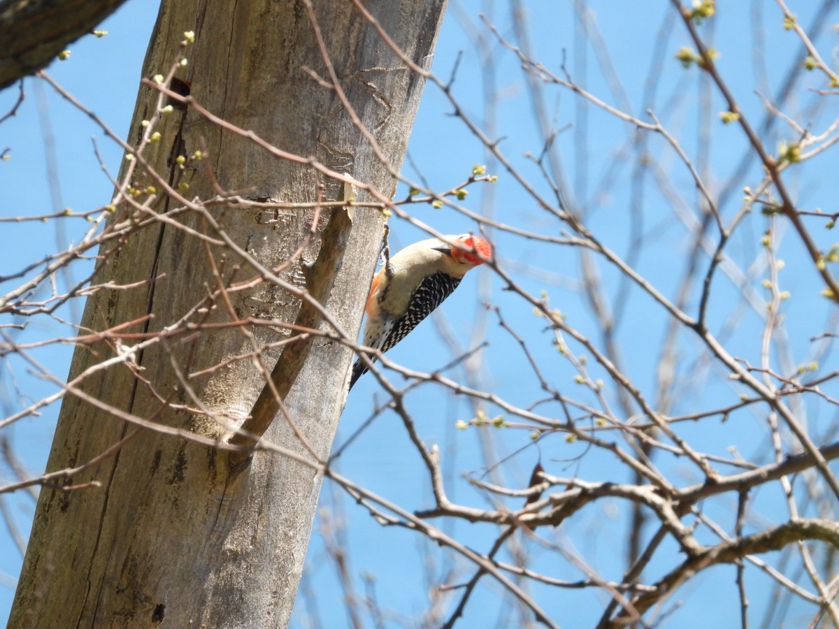 Red-bellied Woodpecker - ML618711388