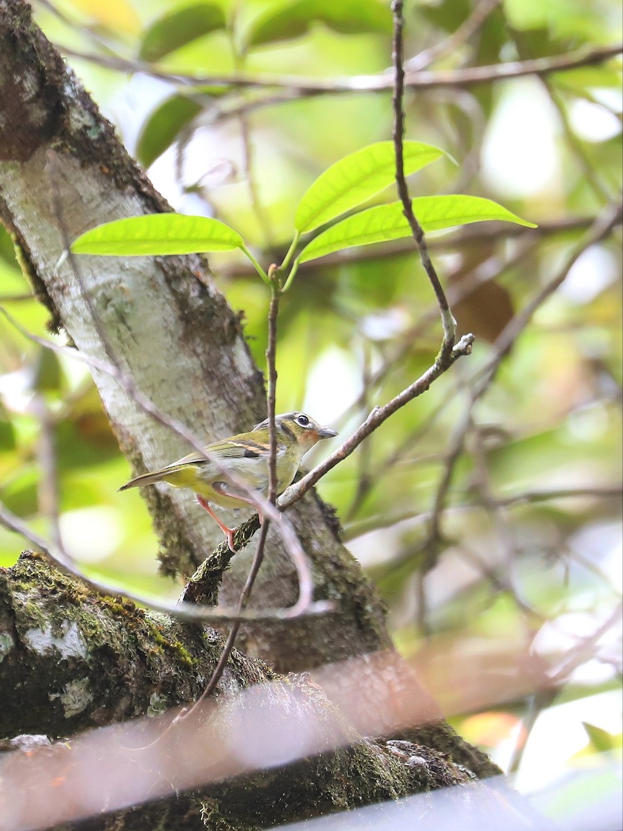 Black-eared Shrike-Babbler - ML618711389