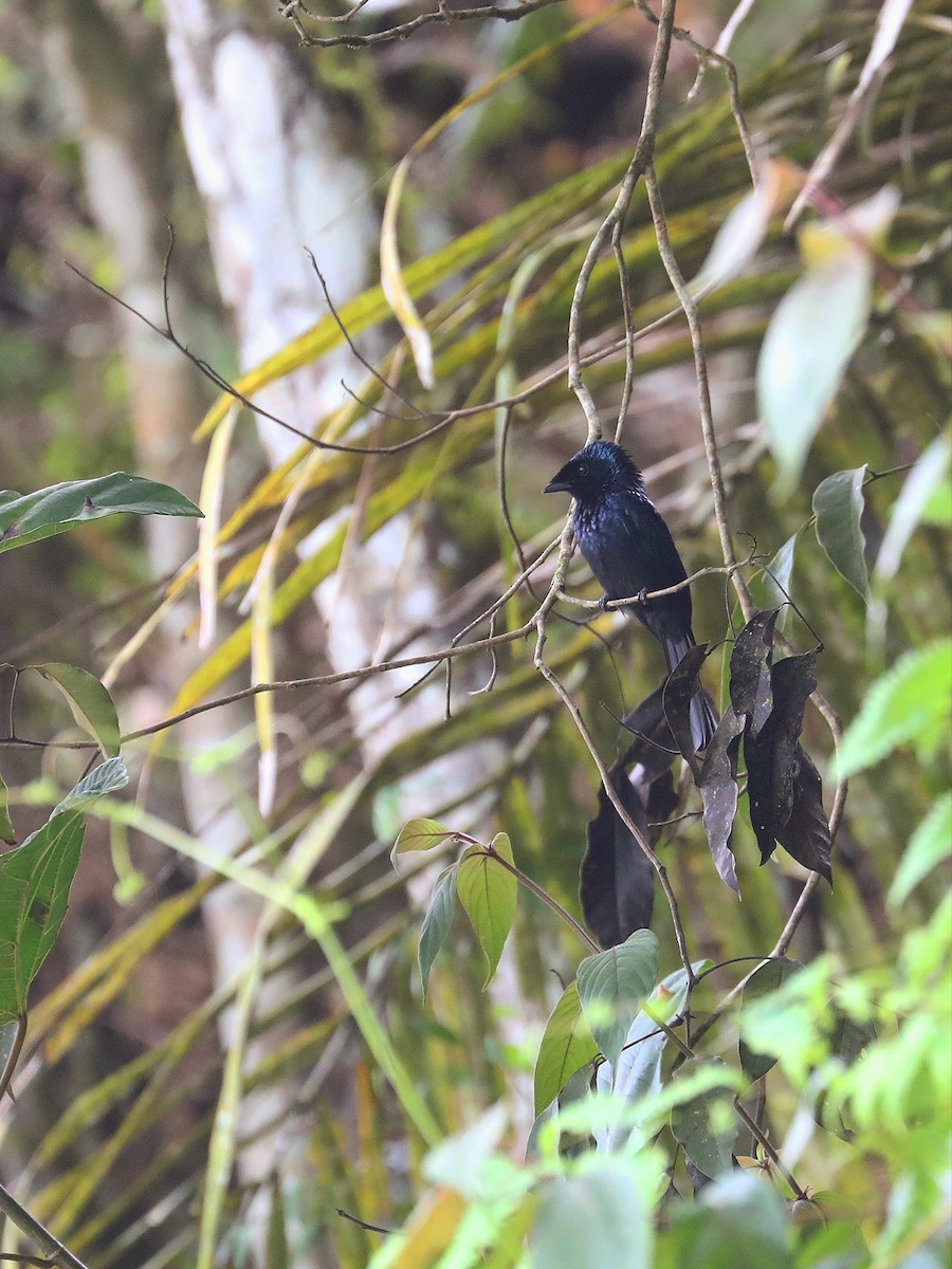 Lesser Racket-tailed Drongo - ML618711428