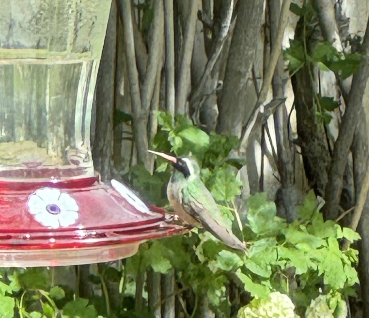 Xantus's Hummingbird - ML618711458