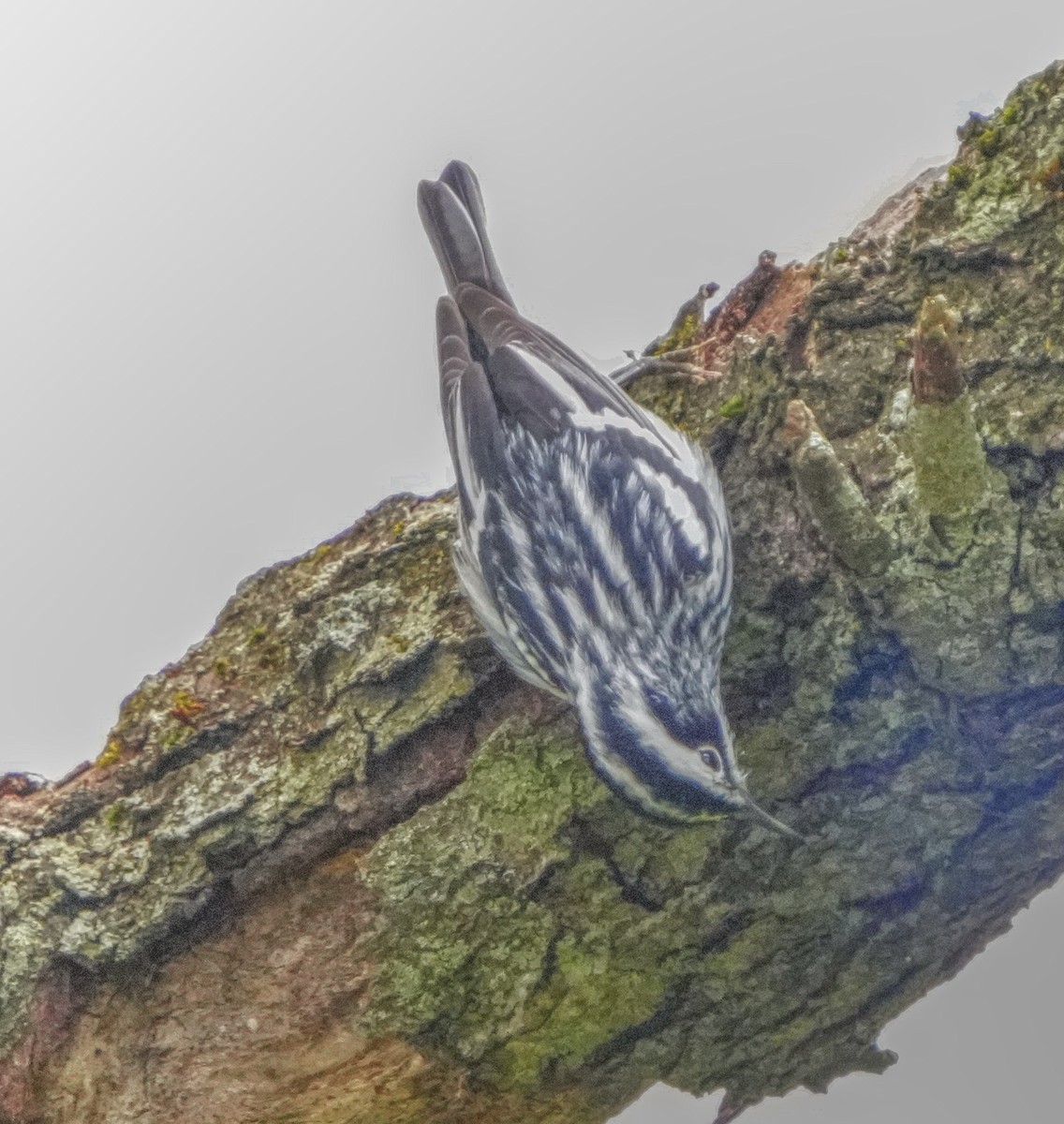 Black-and-white Warbler - ML618711463