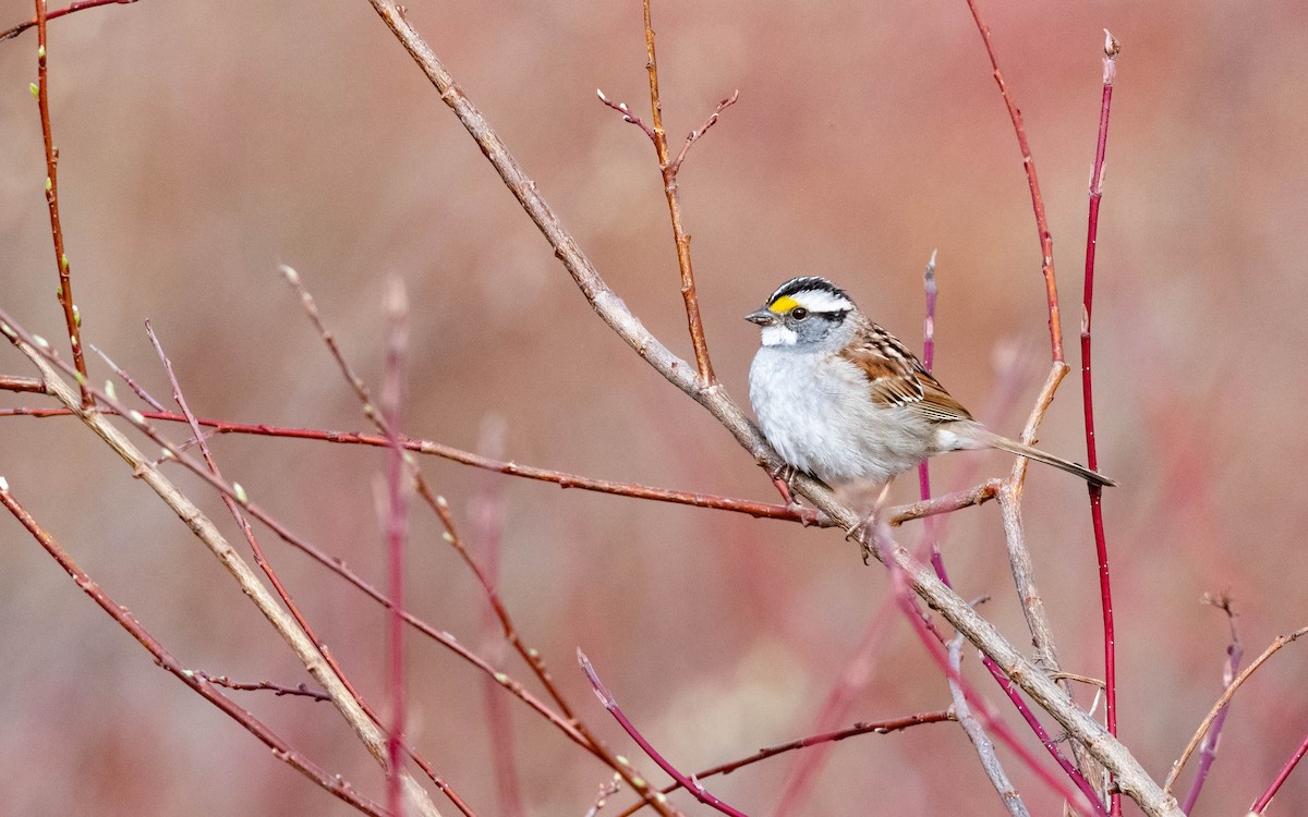 White-throated Sparrow - ML618711473