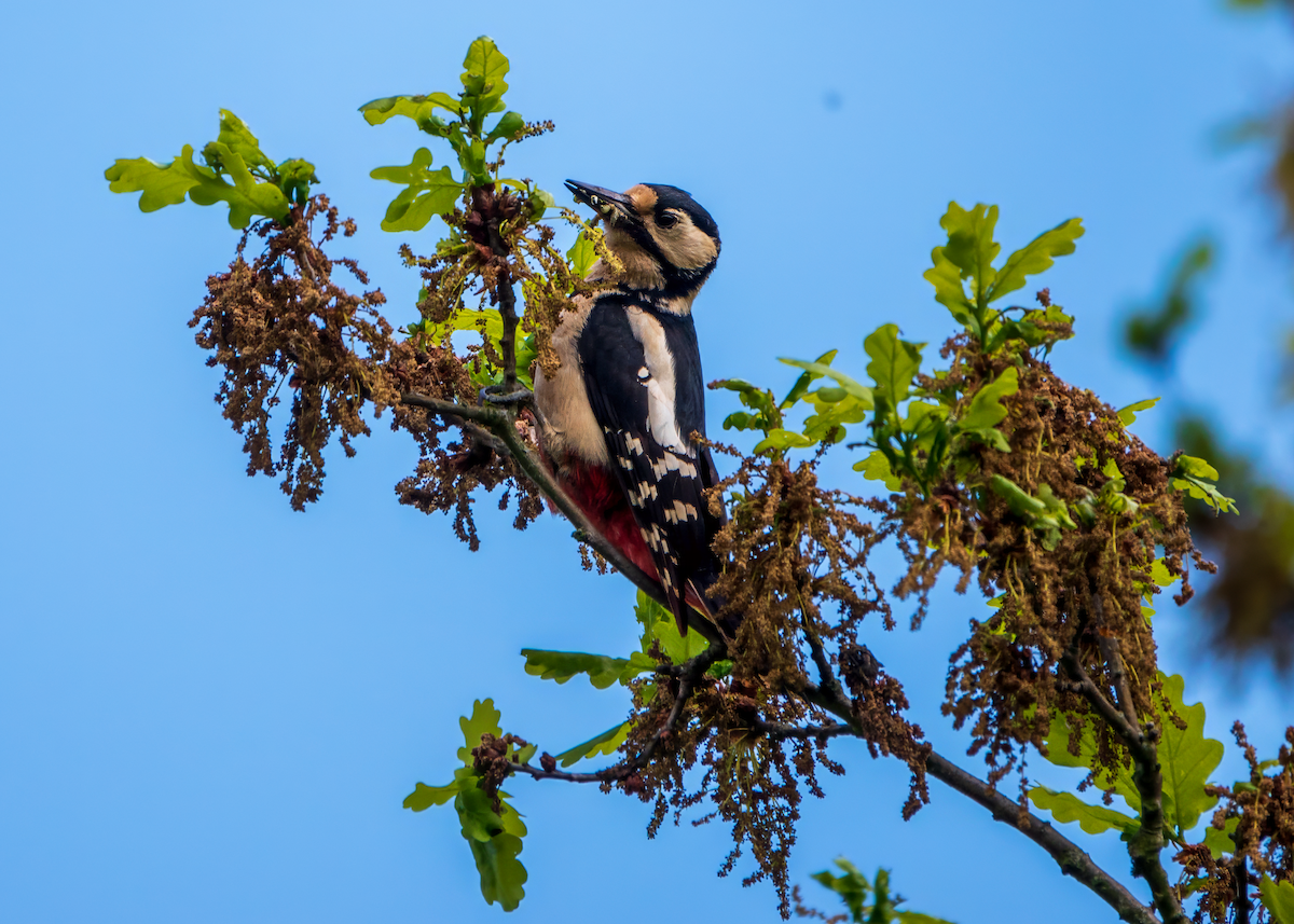Great Spotted Woodpecker - ML618711475