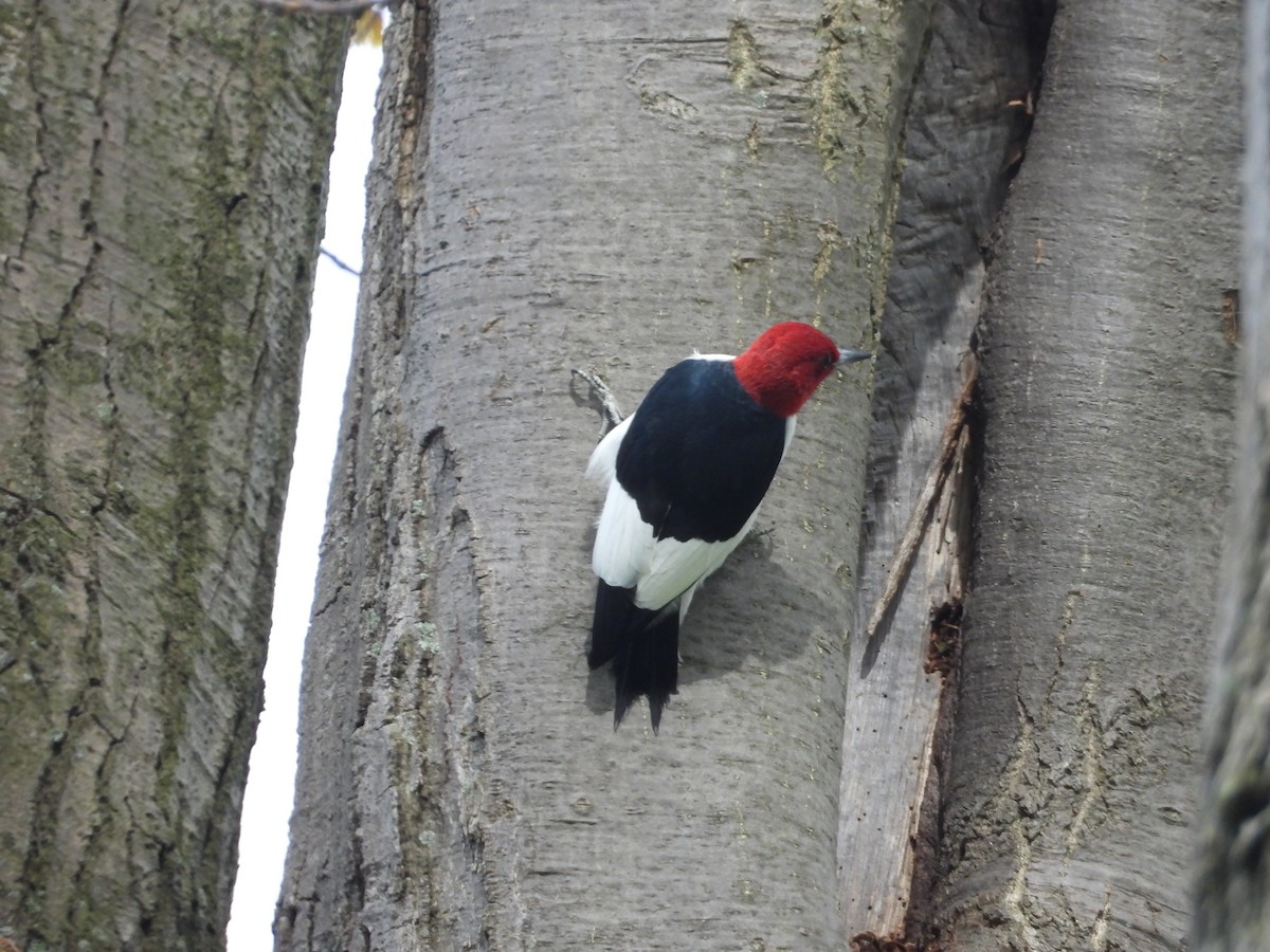Red-headed Woodpecker - ML618711498