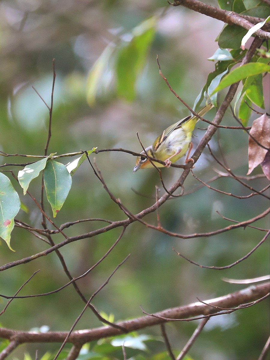 Black-eared Shrike-Babbler - ML618711545