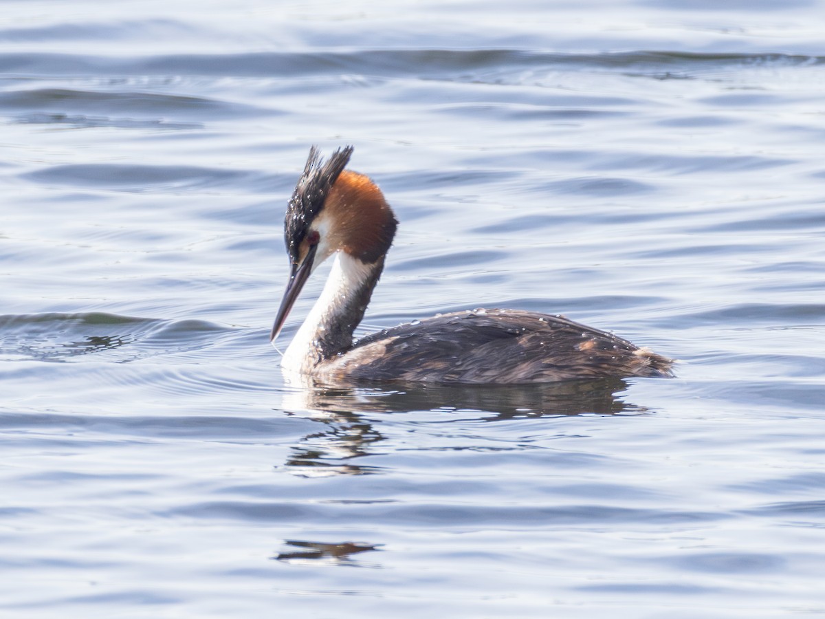 Great Crested Grebe - ML618711550