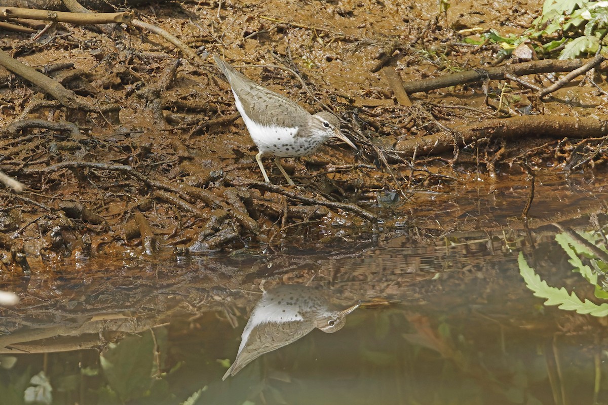 Spotted Sandpiper - Donnie Coody