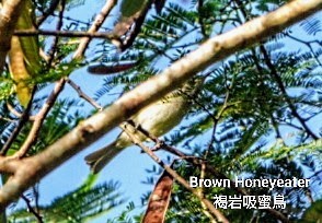 Brown Honeyeater - ML618711575