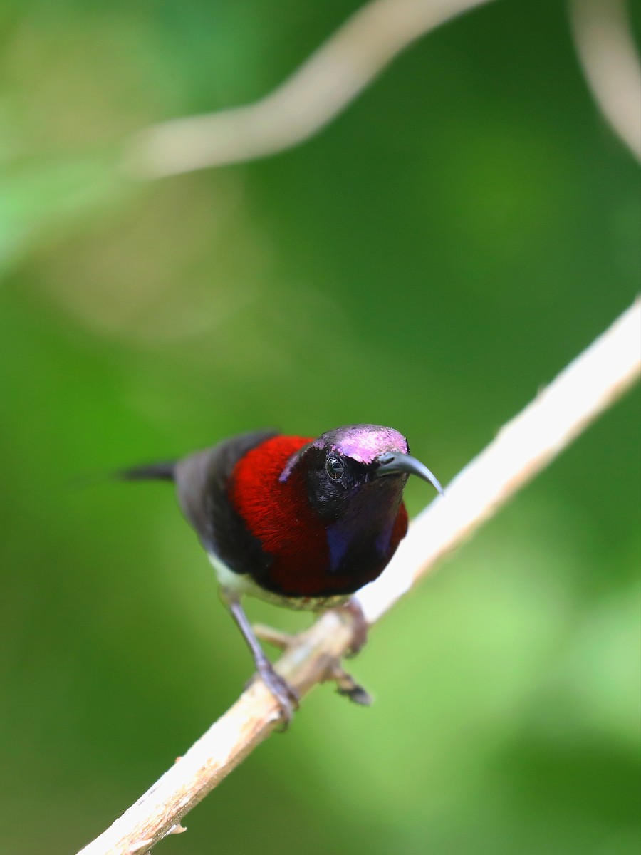 Black-throated Sunbird - ML618711610