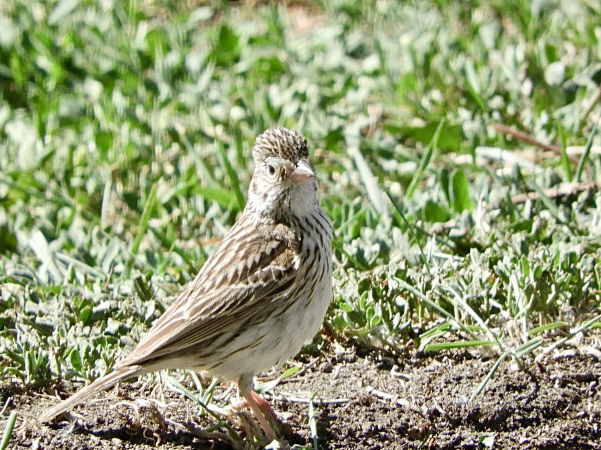 Vesper Sparrow - Huw Williams