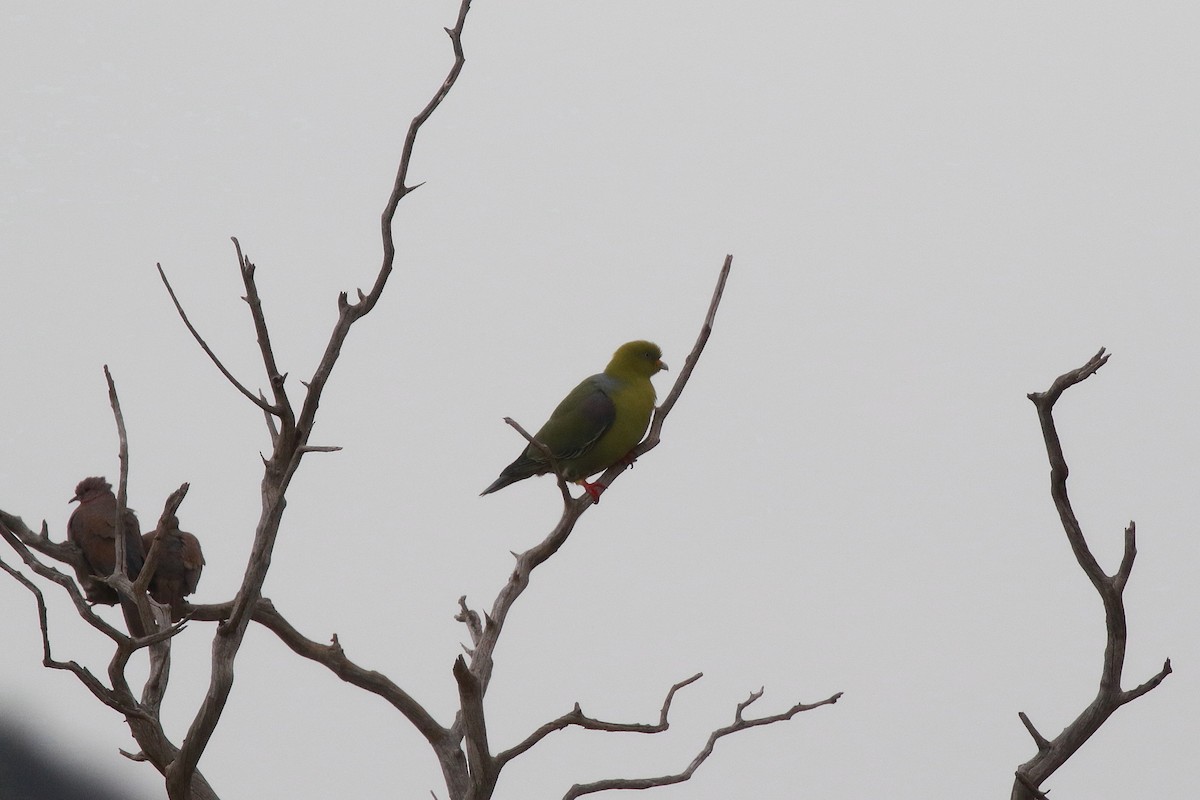 African Green-Pigeon - ML618711673