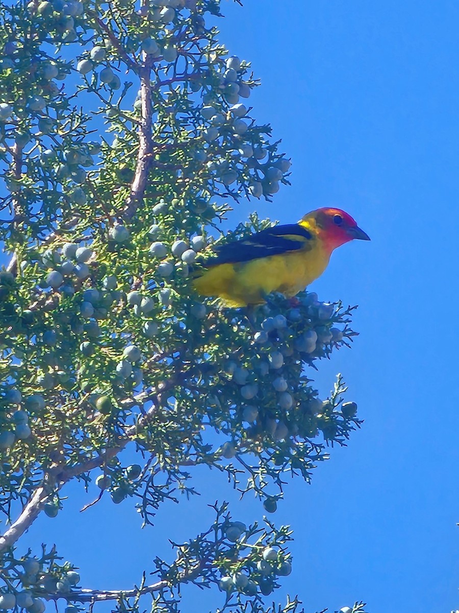 Western Tanager - ML618711687