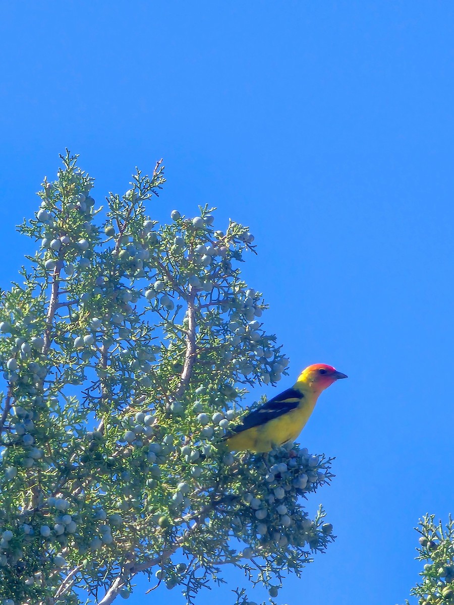 Western Tanager - ML618711688