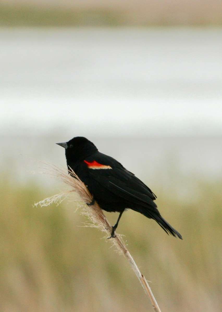 Red-winged Blackbird - ML618711695