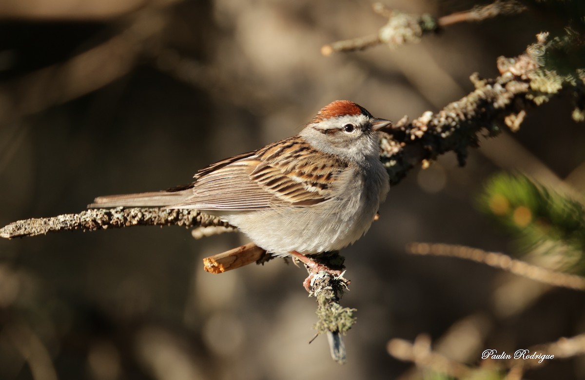 Chipping Sparrow - ML618711701