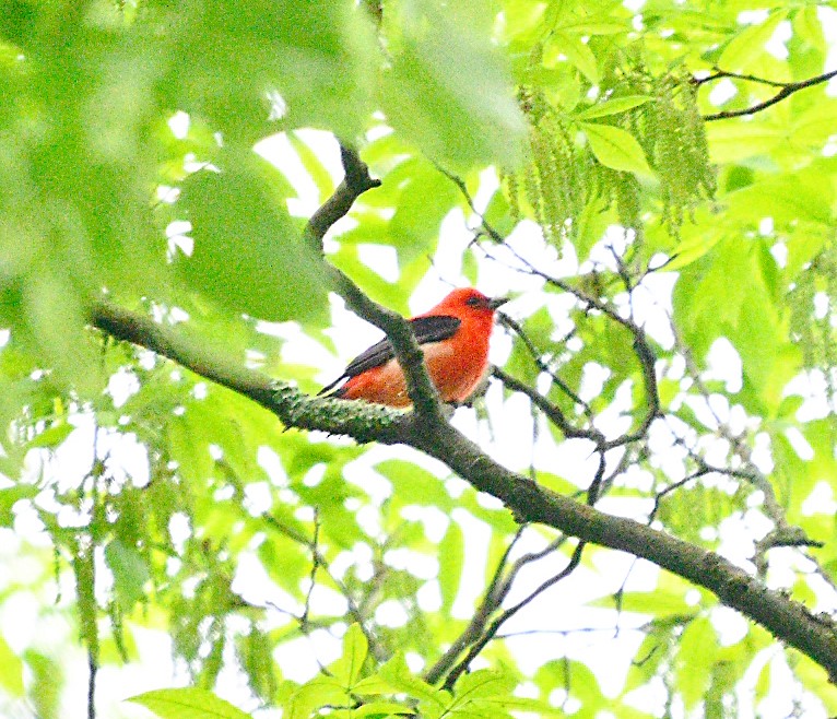 Scarlet Tanager - ML618711709