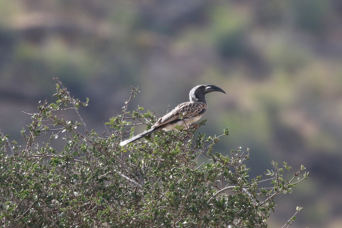 African Gray Hornbill - ML618711724
