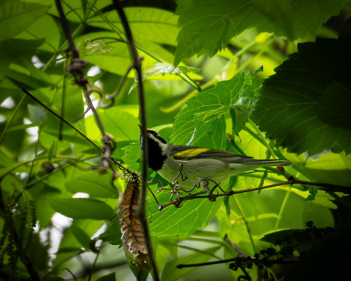 Golden-winged Warbler - ML618711725