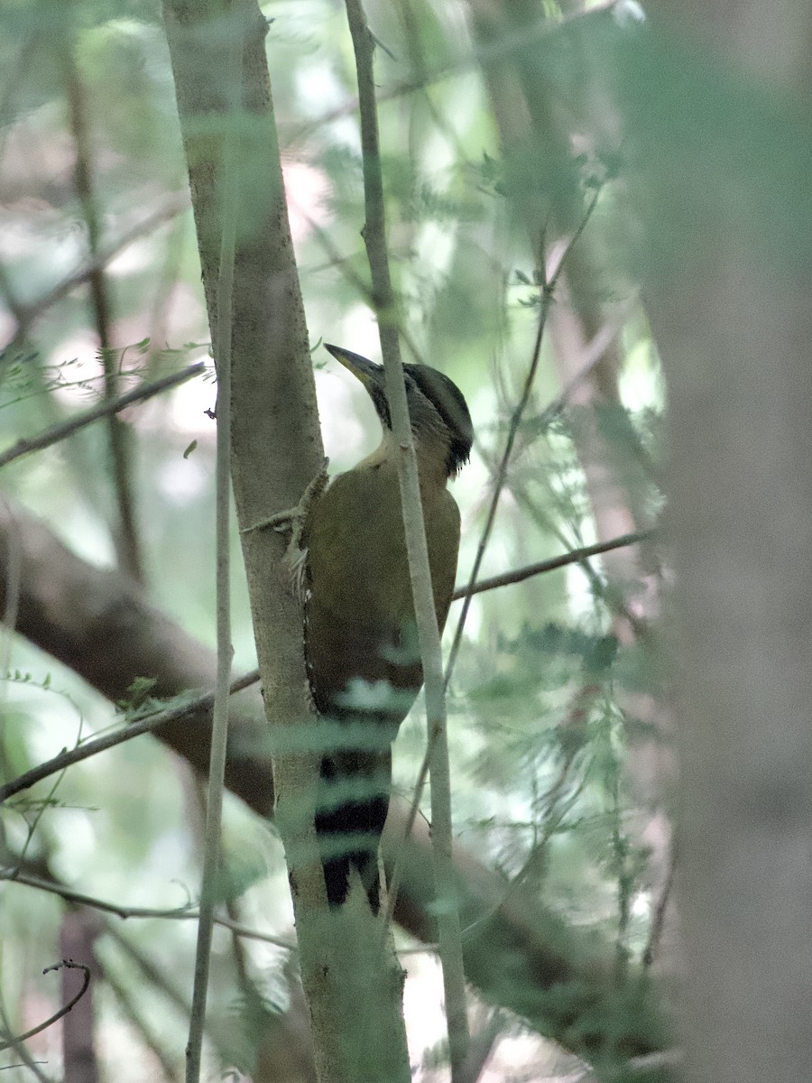 Laced Woodpecker - ML618711764