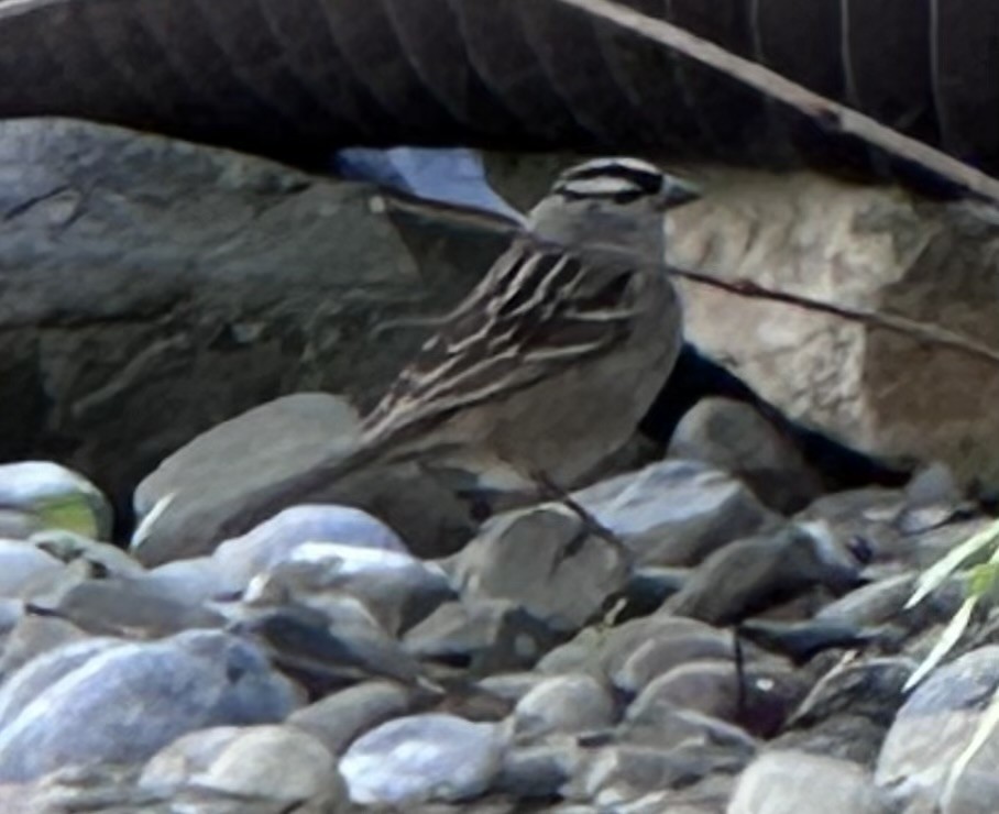 White-crowned Sparrow - ML618711788