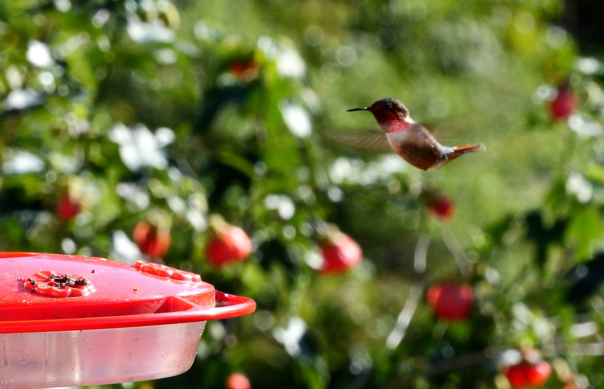 Scintillant Hummingbird - ML618711808
