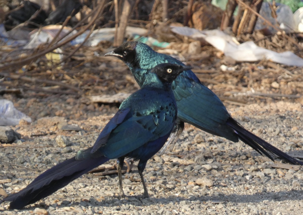 Long-tailed Glossy Starling - ML618711818